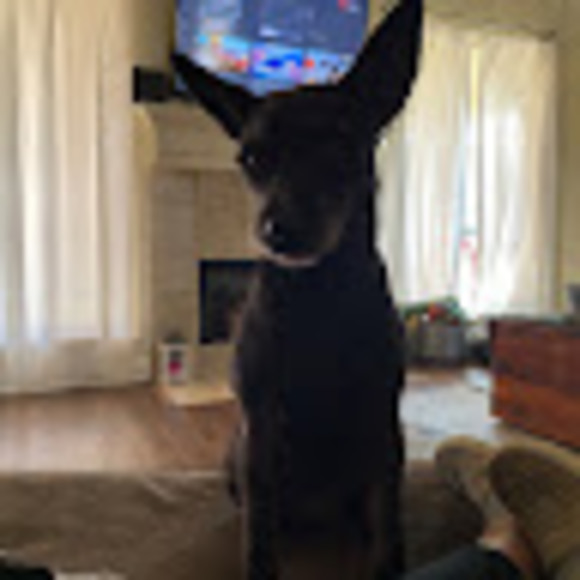 Meet your Posher, Peyton - Picture 1 of 1